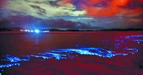 平潭蓝眼泪