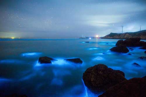 夜光藻蓝眼泪